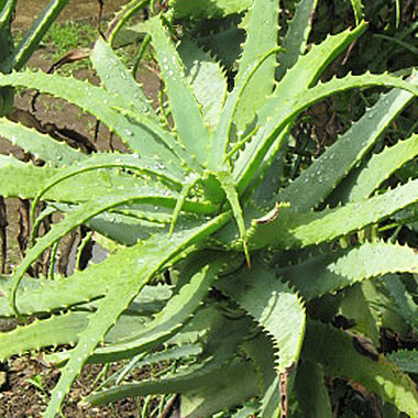 Aloe Vera extract