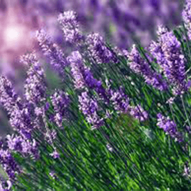 Lavender oil