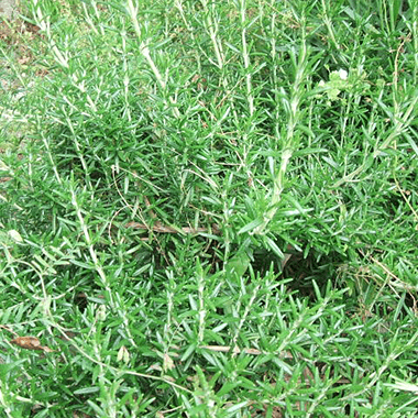 Rosemary extract