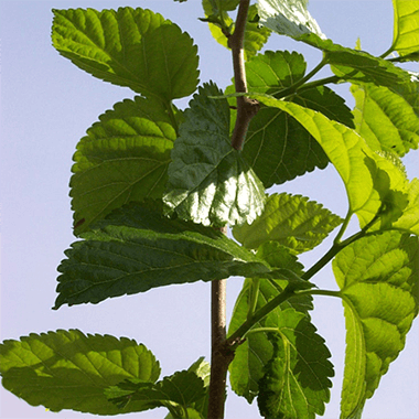 Mulberry Root extract