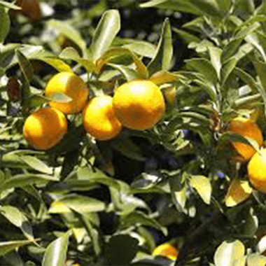Citrus Aurantium Tachibana Peel extract