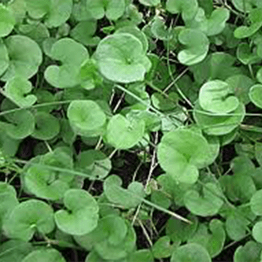 Centella asiatica